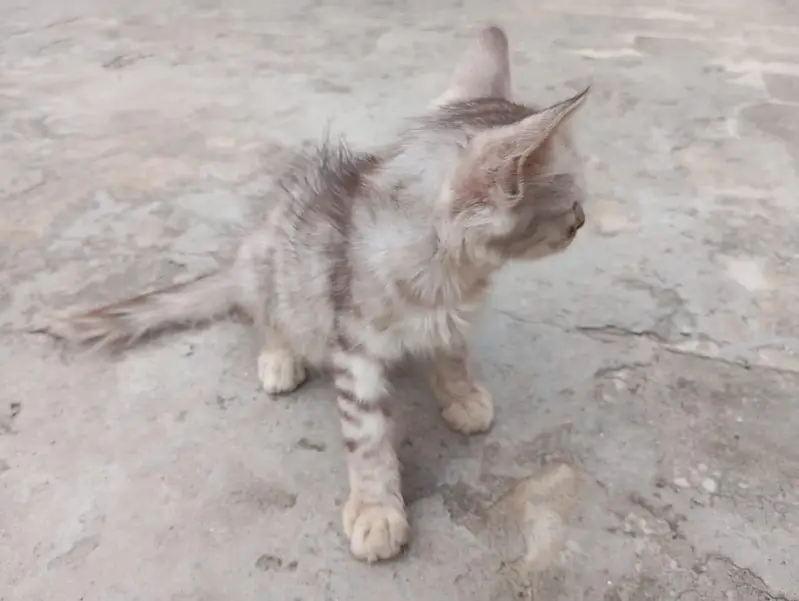 Black Grey Combo Color Female kitten — photo 5