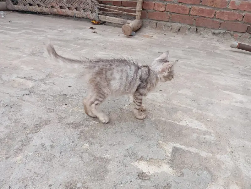 Black Grey Combo Color Female kitten — photo 6