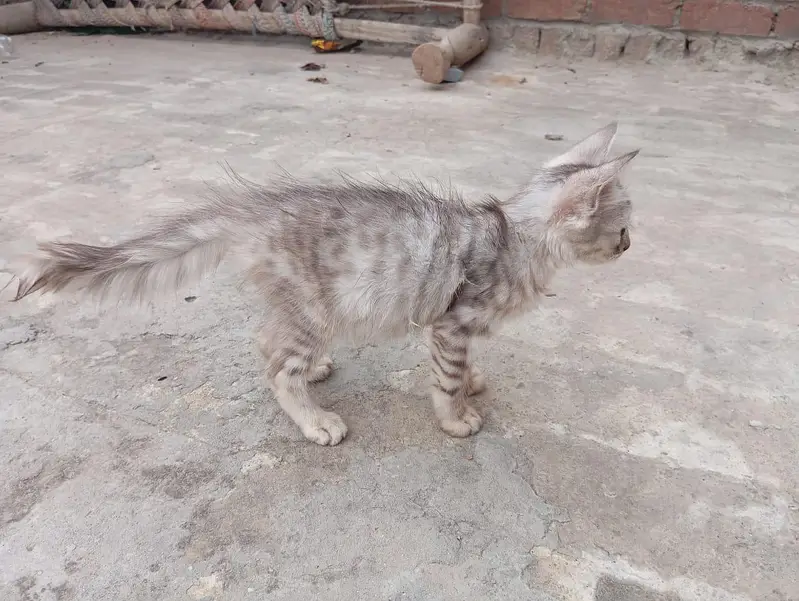 Black Grey Combo Color Female kitten — photo 7