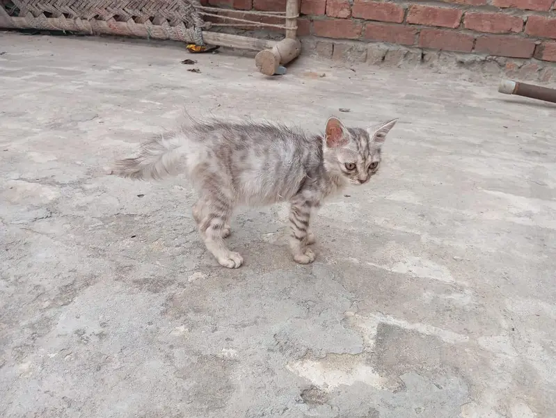 Black Grey Combo Color Female kitten — photo 8
