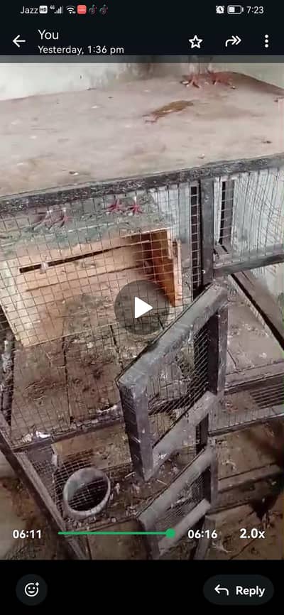 cage 03039576668