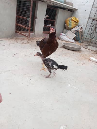 brown murgi or black chick