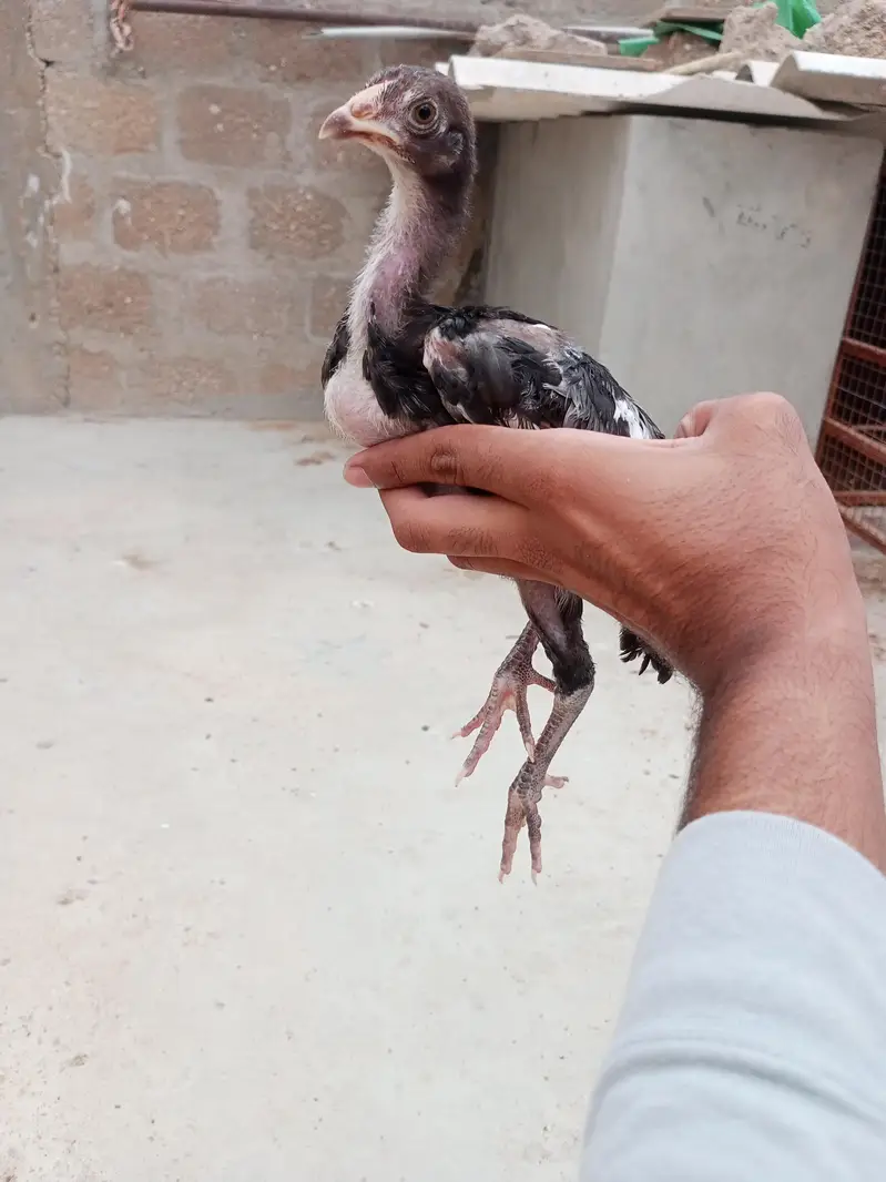 brown murgi or black chick — photo 3