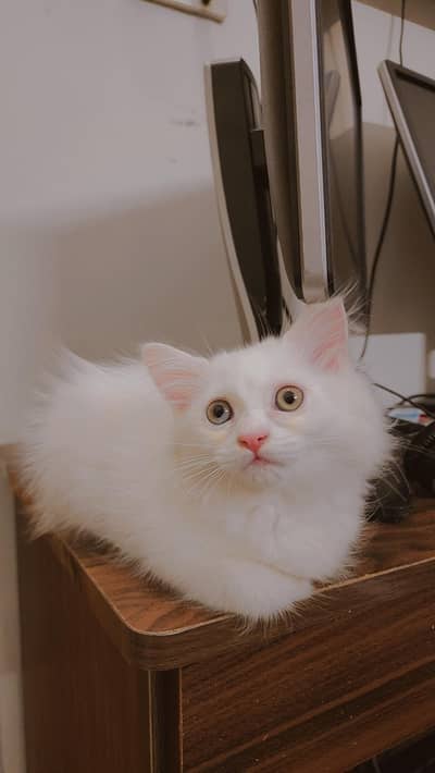 Blue-eyed Kitten pair