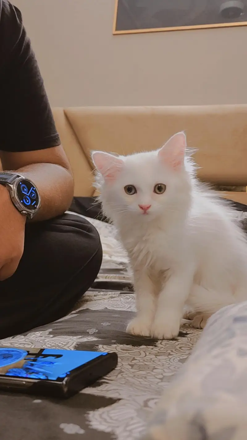 Blue-eyed Kitten pair — photo 2