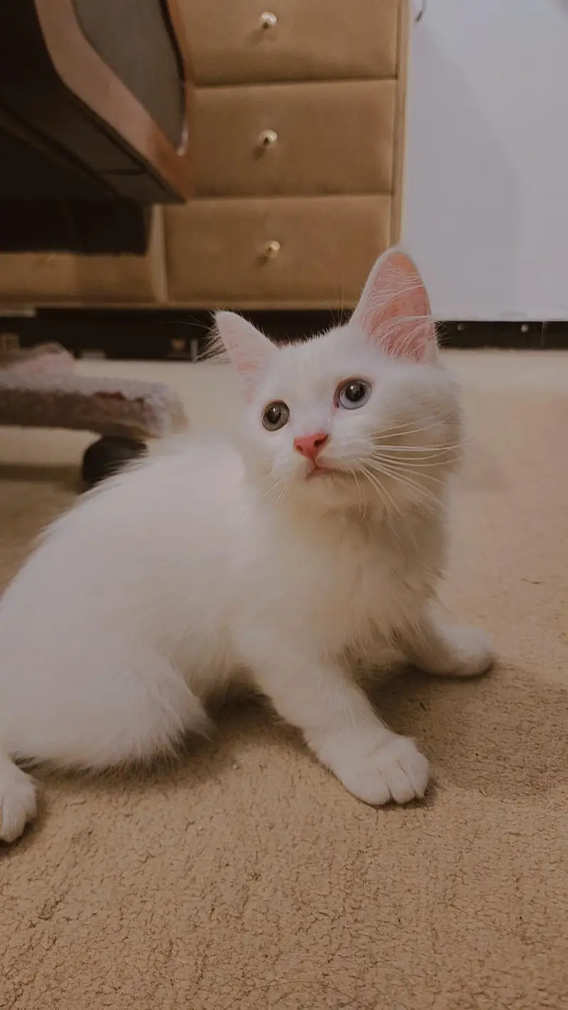 Blue-eyed Kitten pair — photo 3