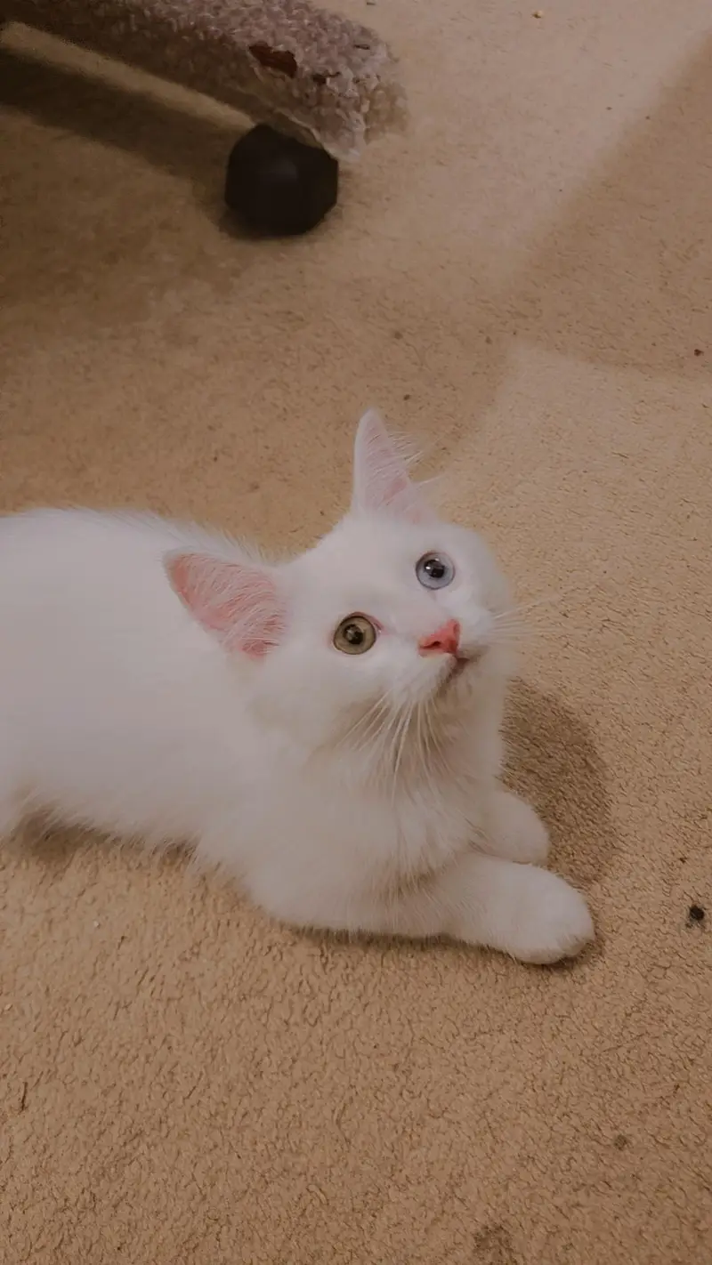 Blue-eyed Kitten pair — photo 4