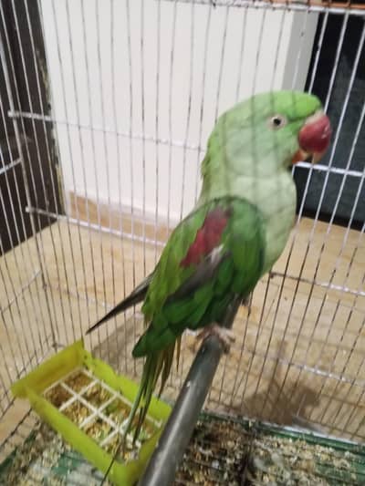 raw parrot breeder female 03174373497