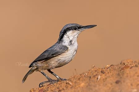 canary and other singing bird