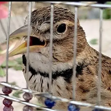 canary and other singing bird — photo 2