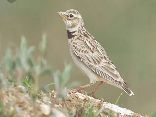 canary and other singing bird — photo 3
