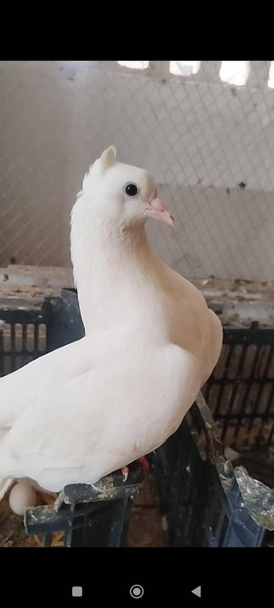 laka pair and cage for sale