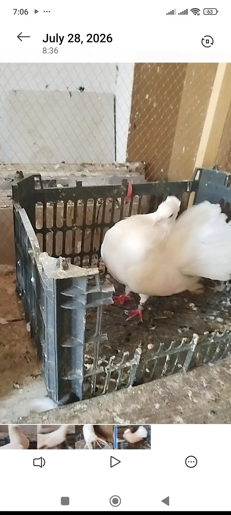 laka pair and cage for sale — photo 2