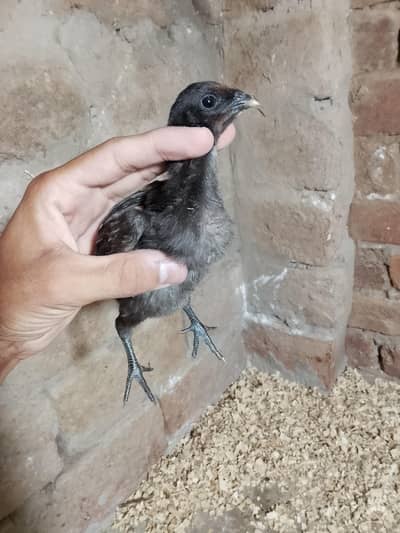 Black dragon chick's