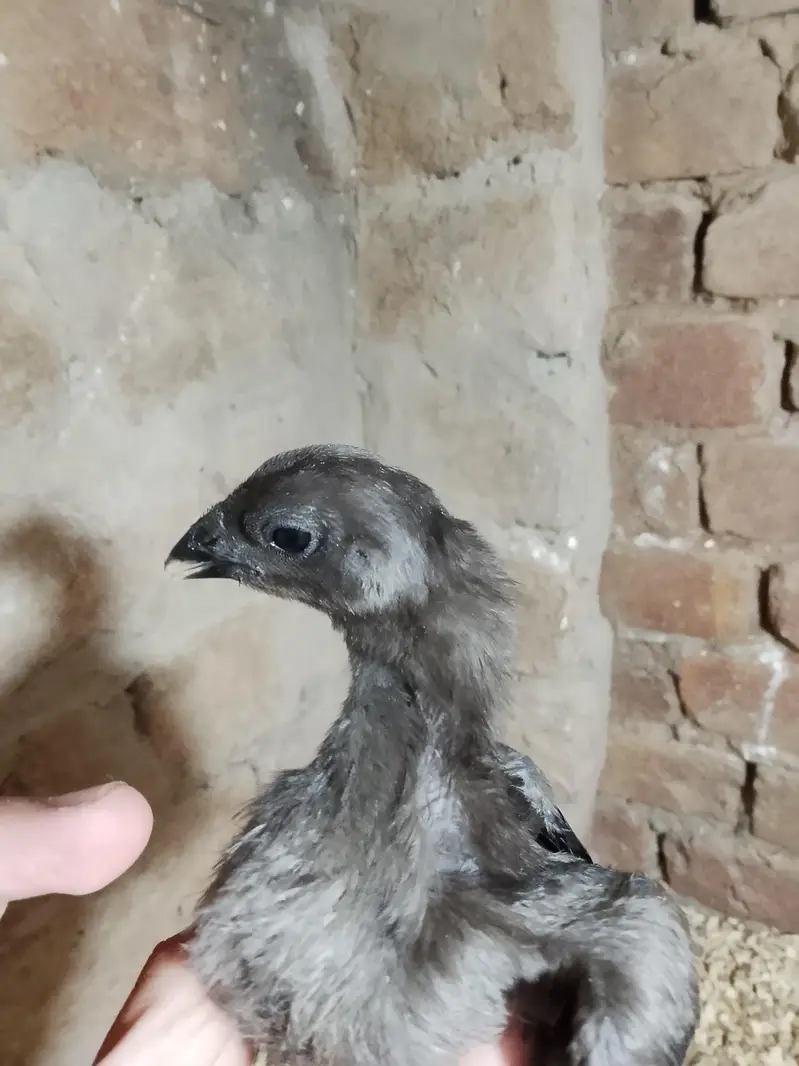 Black dragon chick's — photo 2