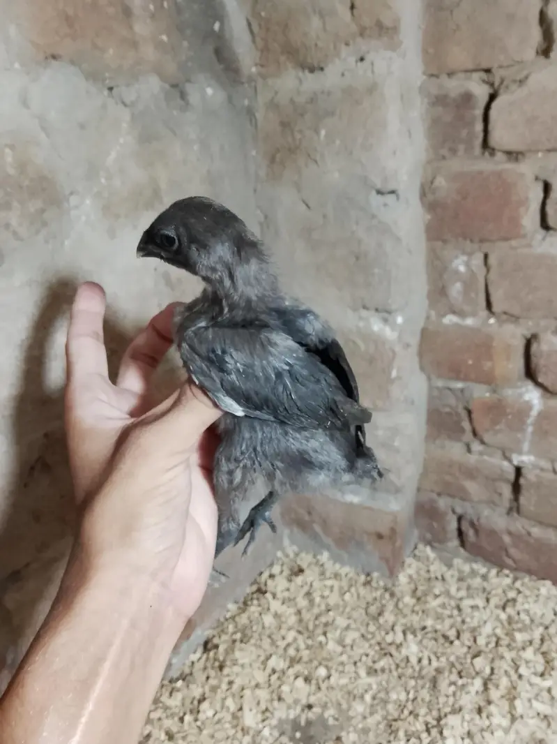 Black dragon chick's — photo 3