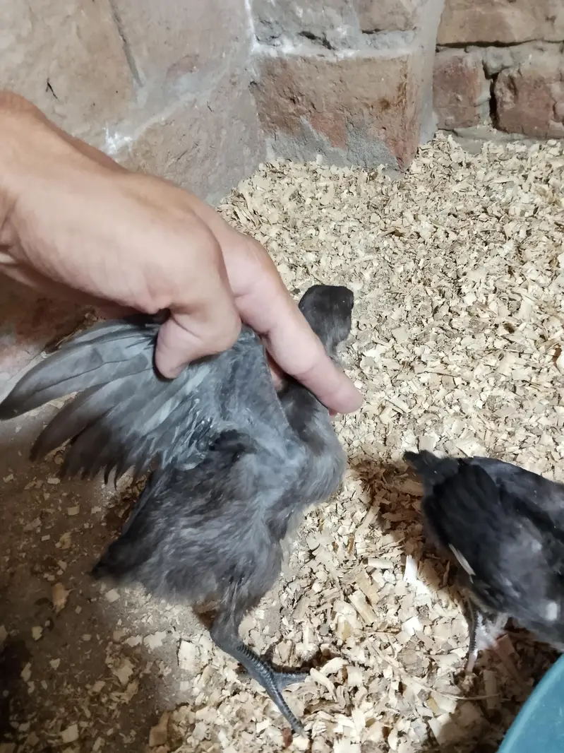 Black dragon chick's — photo 4