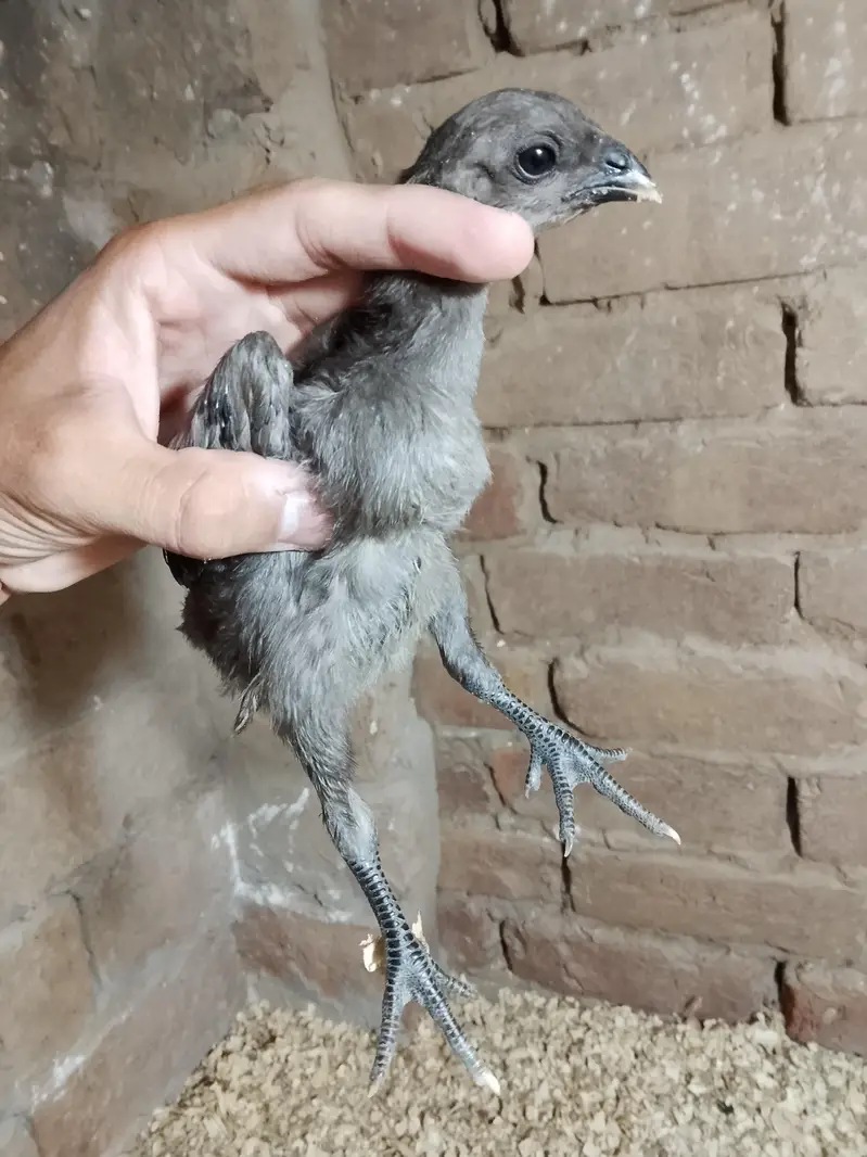 Black dragon chick's — photo 6
