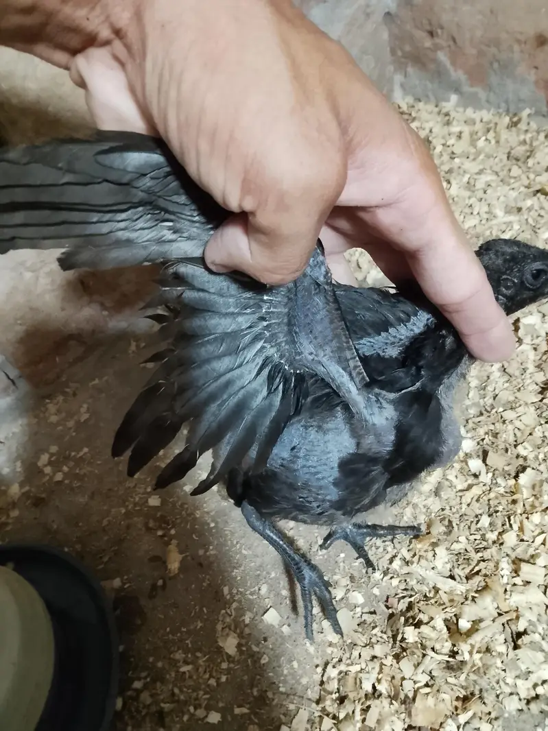 Black dragon chick's — photo 7