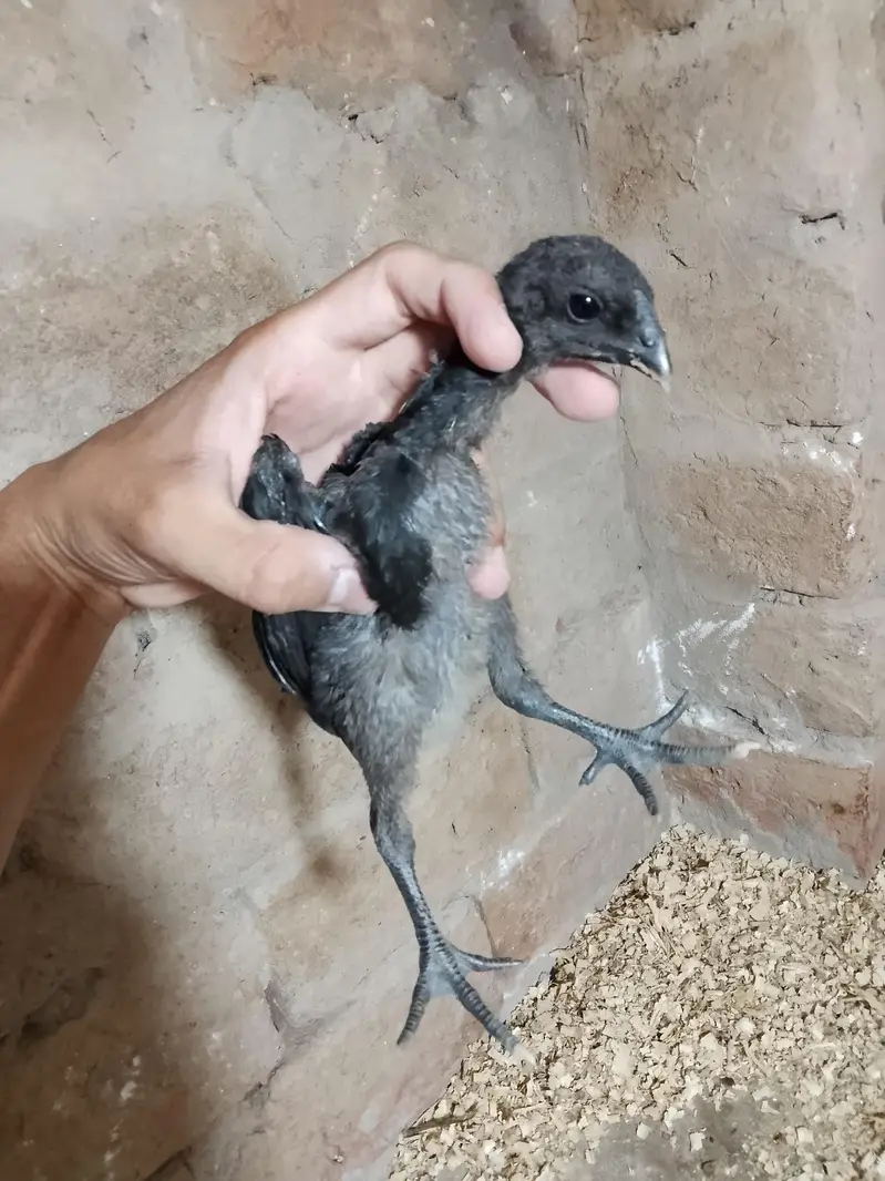 Black dragon chick's — photo 8