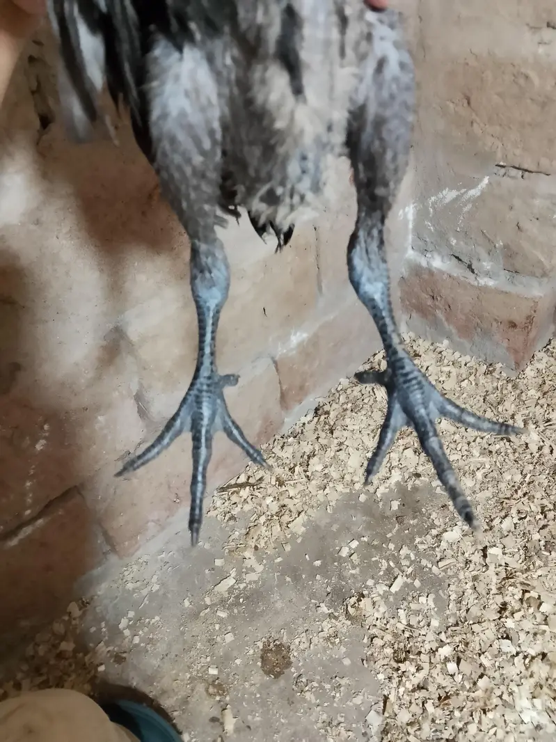 Black dragon chick's — photo 9