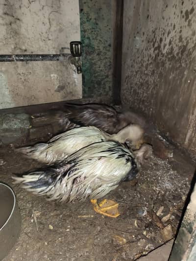 Ducks Egg Laying
