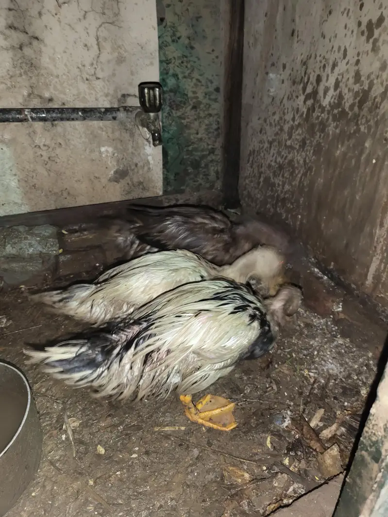 Ducks Egg Laying