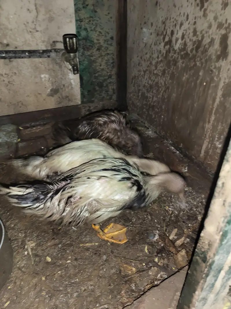 Ducks Egg Laying — photo 2