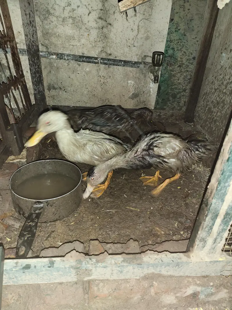 Ducks Egg Laying — photo 3