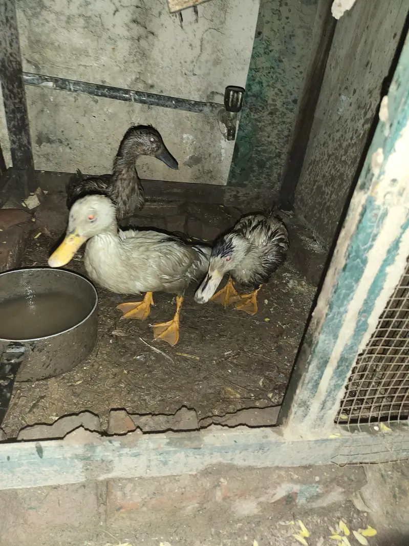 Ducks Egg Laying — photo 4