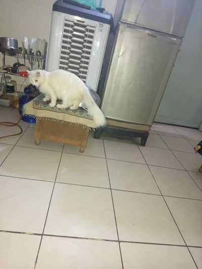 beautiful white Russian cat