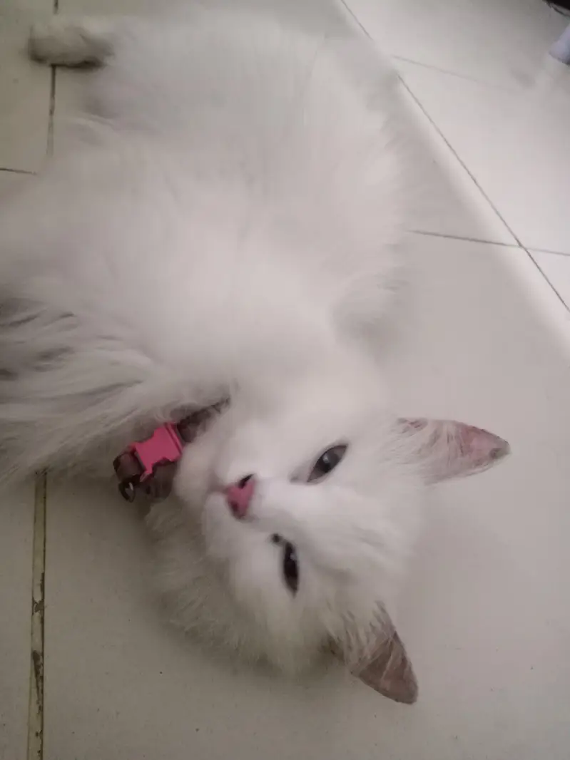beautiful white Russian cat — photo 2