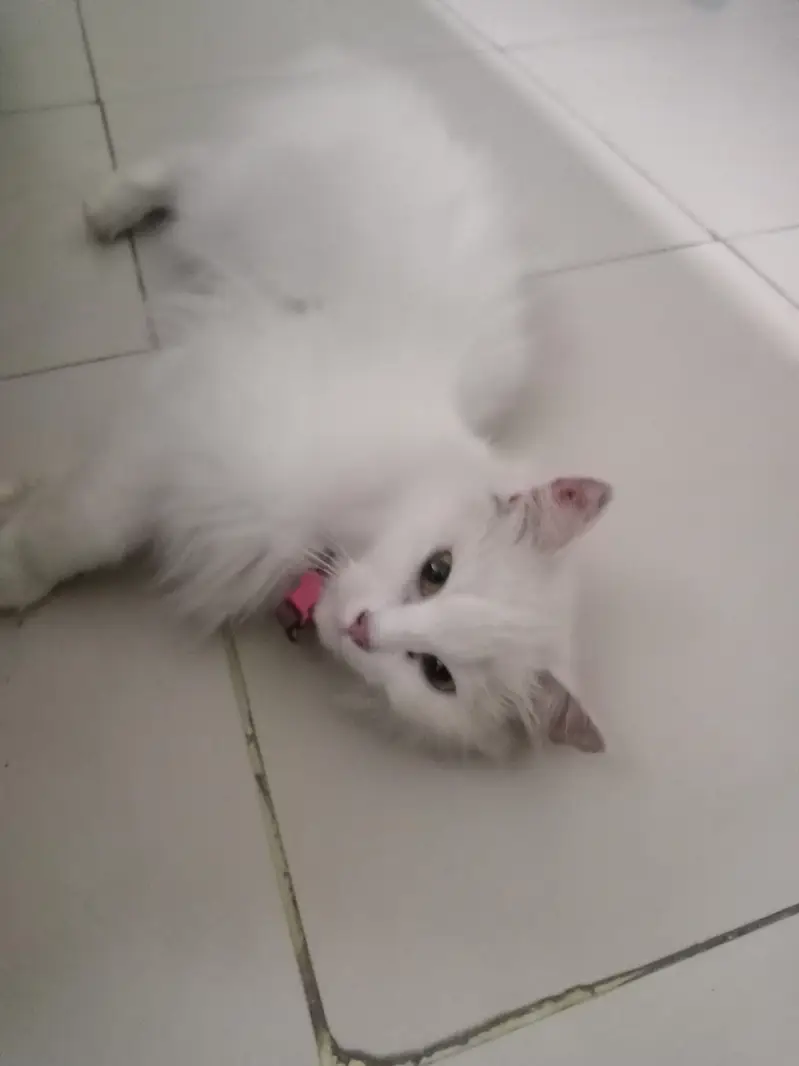 beautiful white Russian cat — photo 3