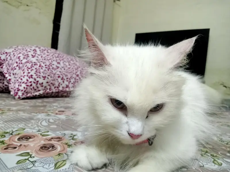 beautiful white Russian cat — photo 4