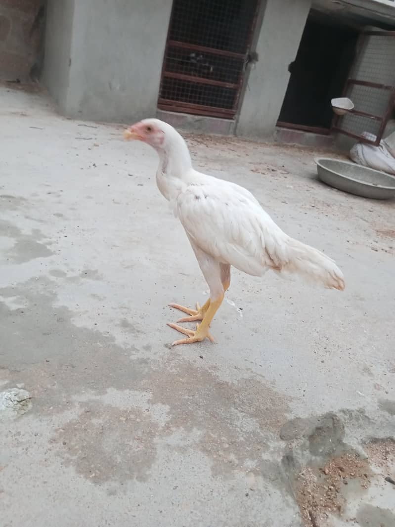 Heera patha 1