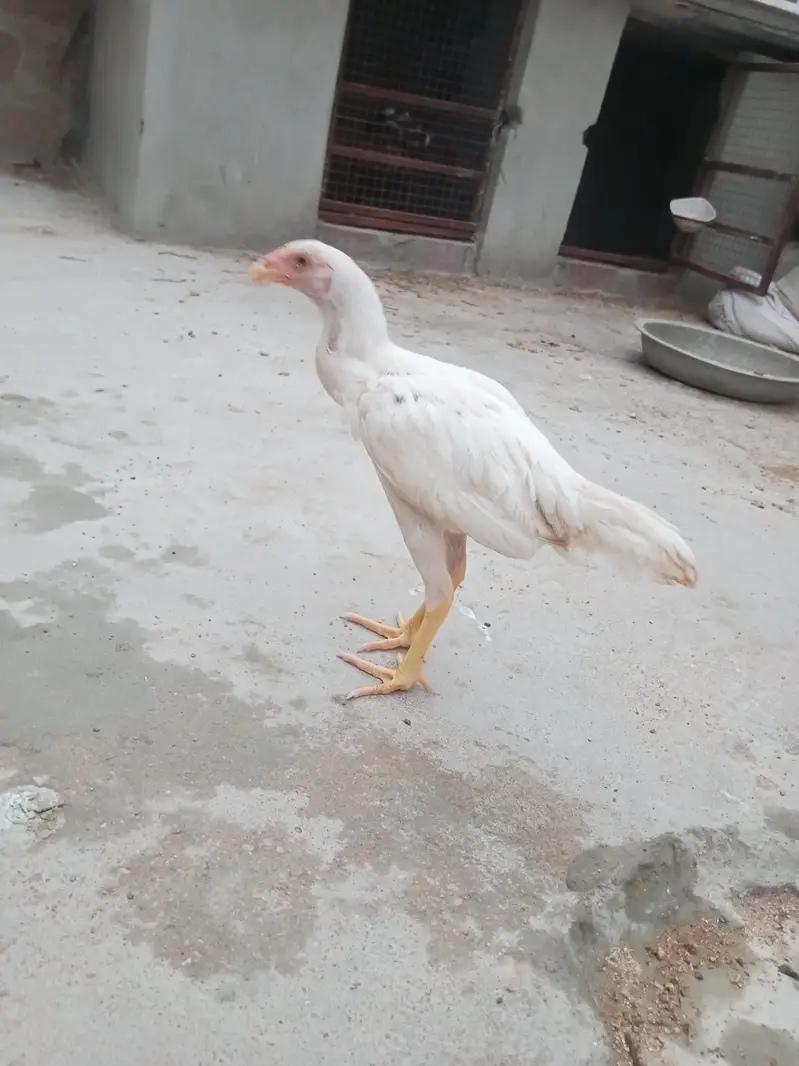 Heera patha — photo 2