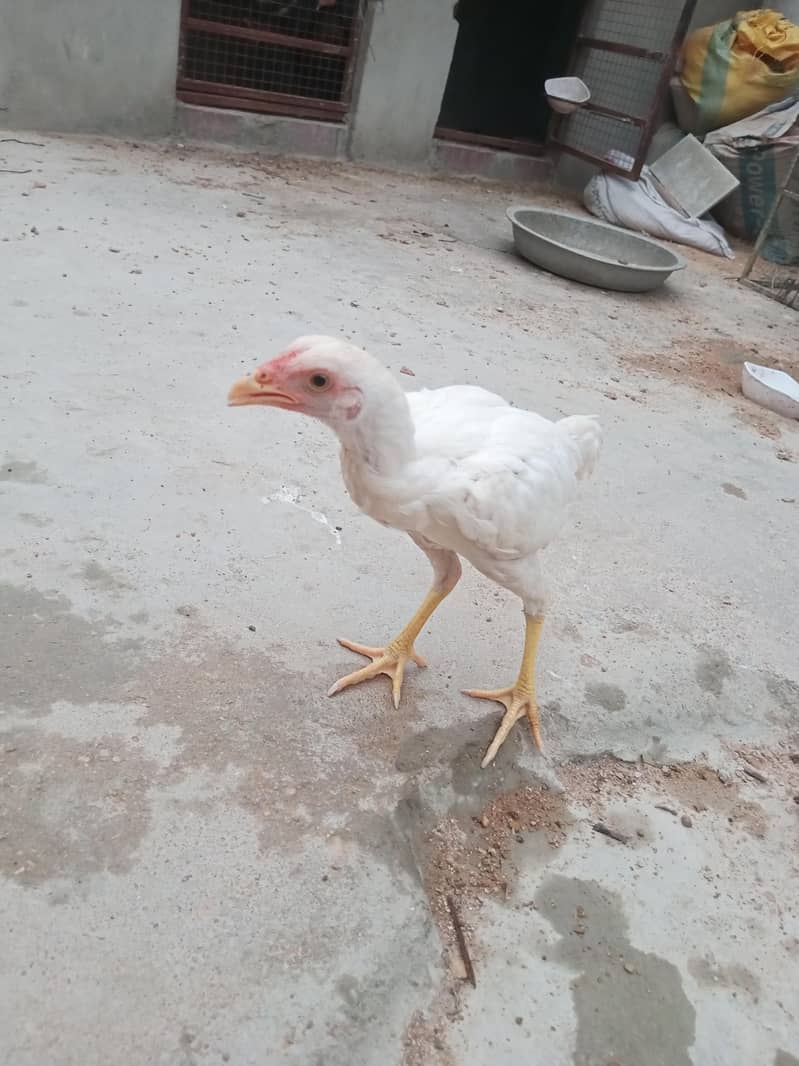 Heera patha 2