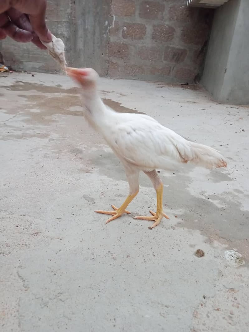 Heera patha 3