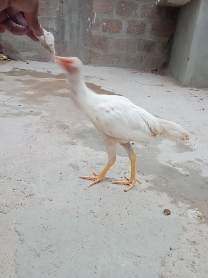 Heera patha — photo 4