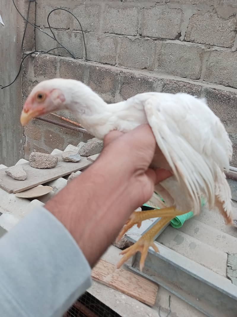 Heera patha 4