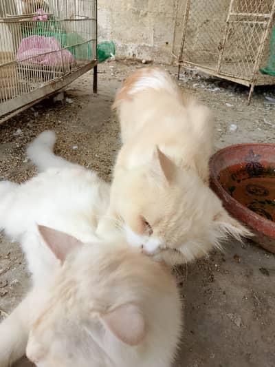 Home pet cat