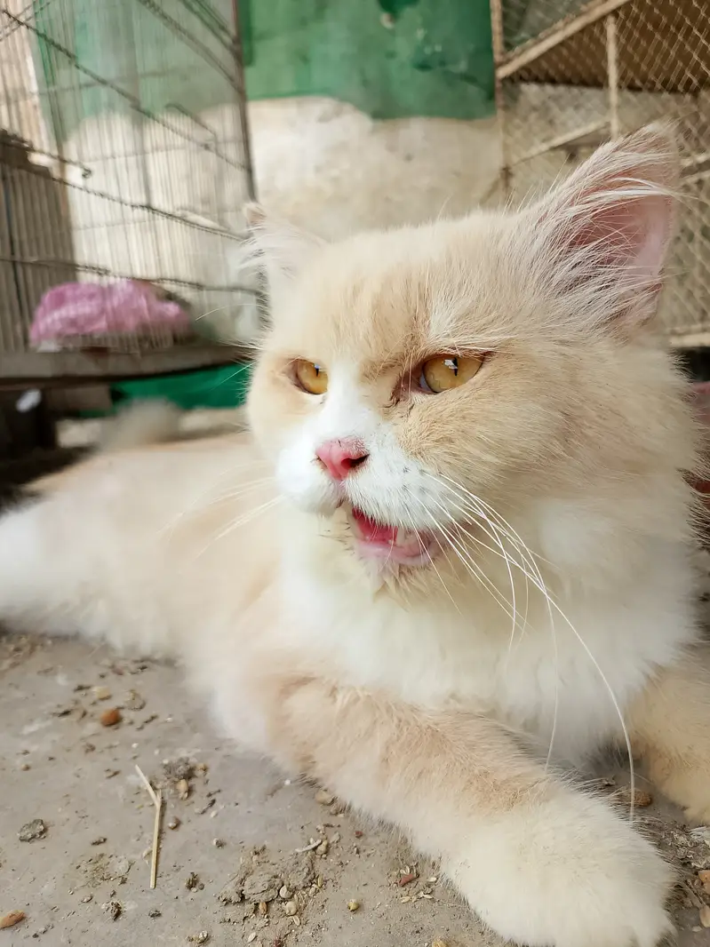 Home pet cat — photo 2