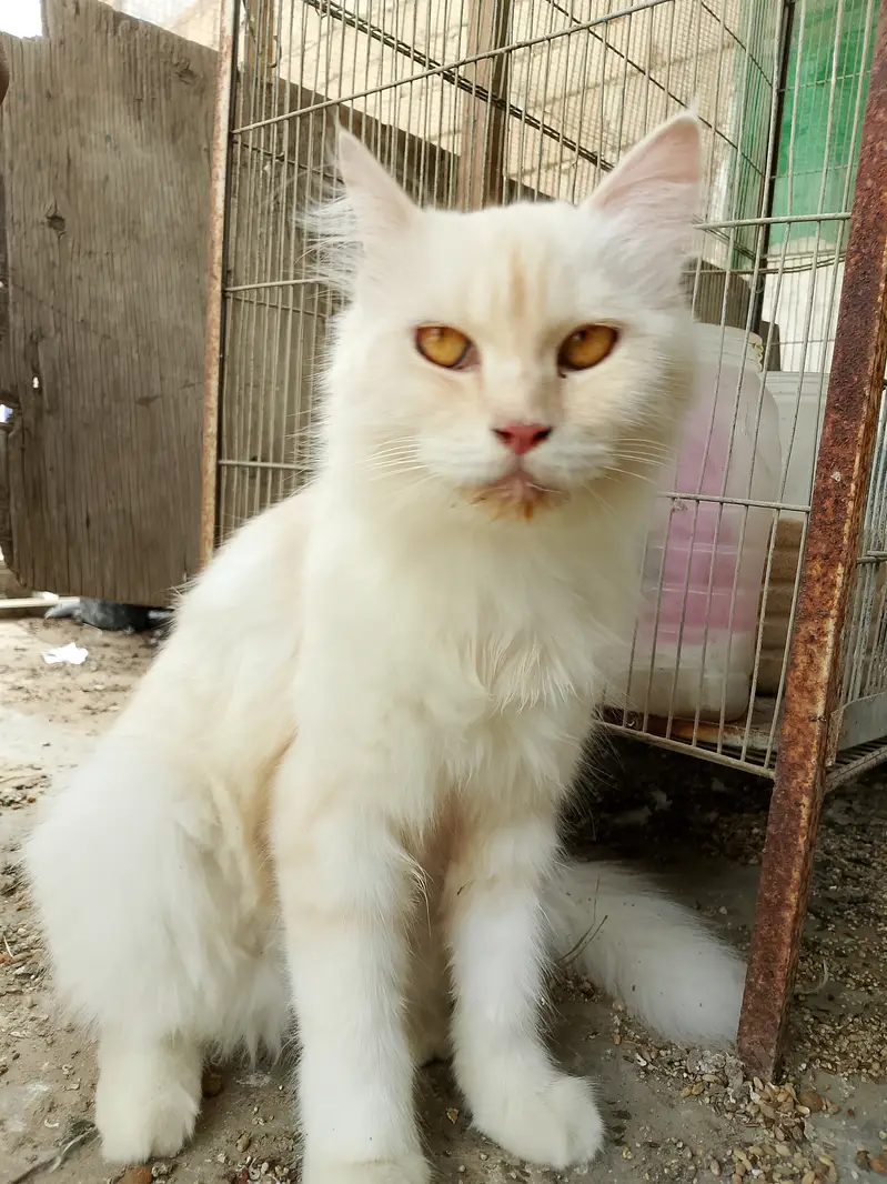 Home pet cat — photo 3