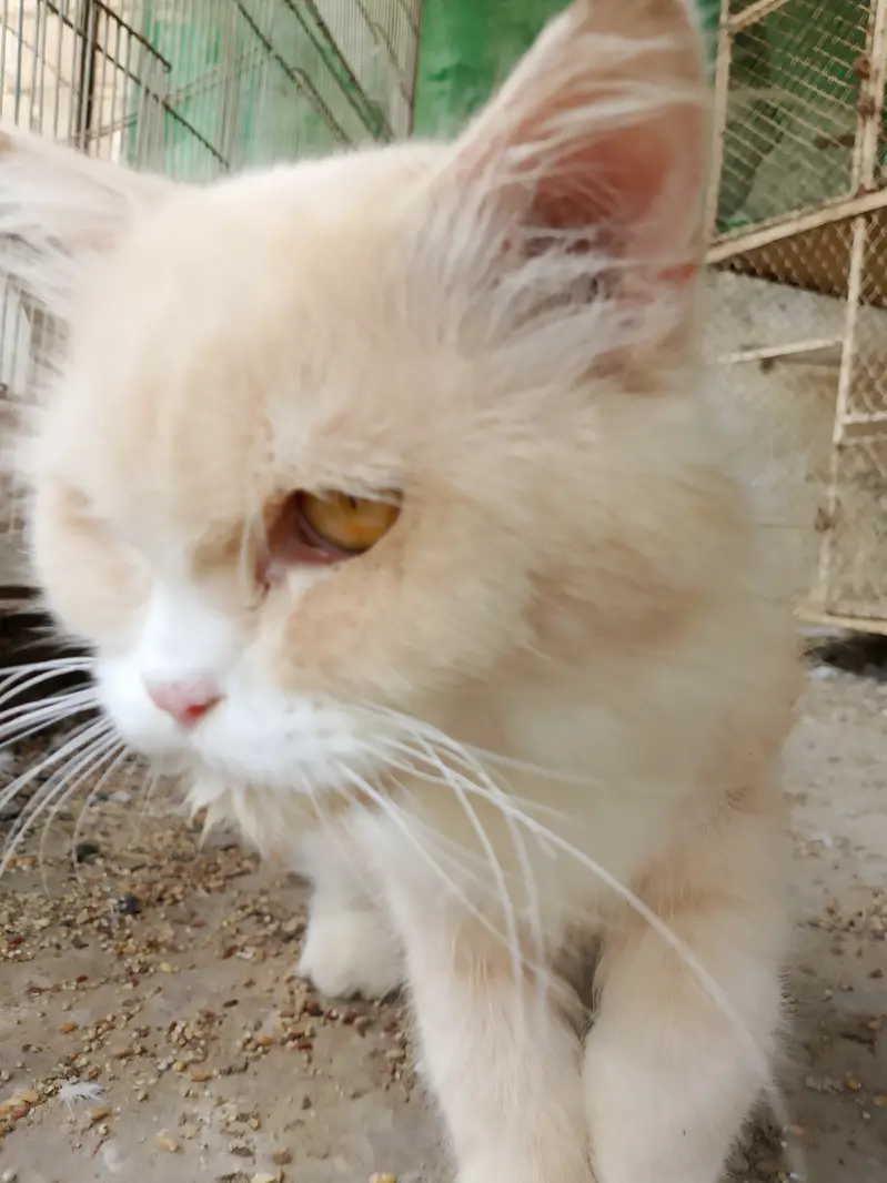 Home pet cat — photo 4