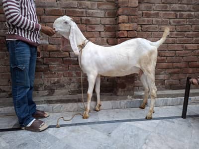 rajanpuri gaban path