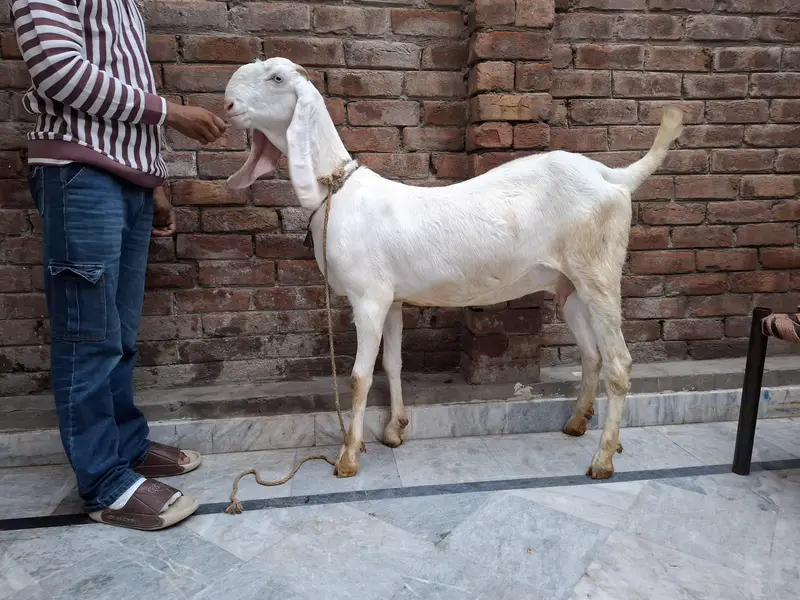 rajanpuri gaban path — photo 2