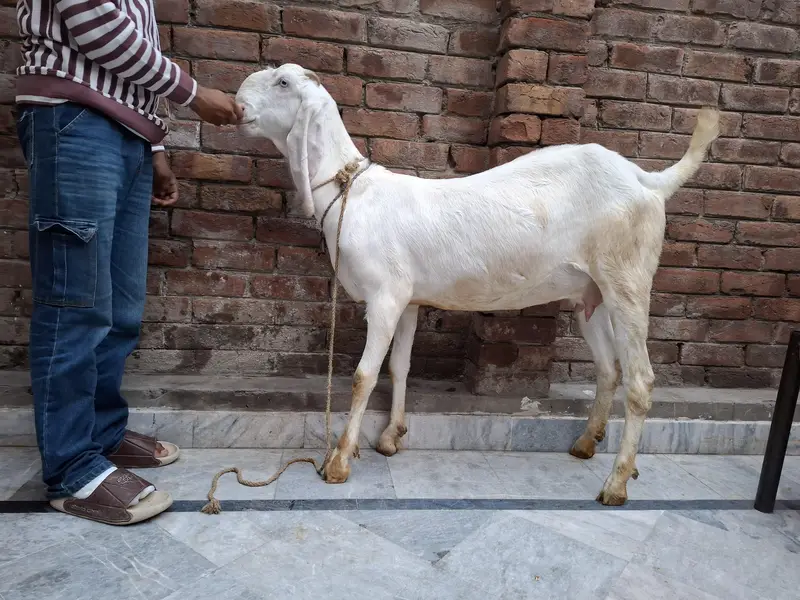 rajanpuri gaban path — photo 3