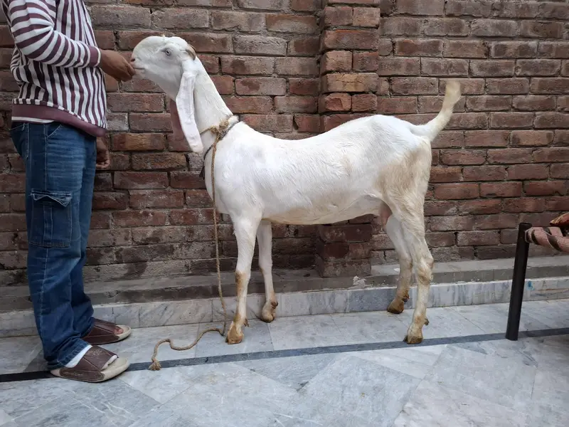 rajanpuri gaban path — photo 4