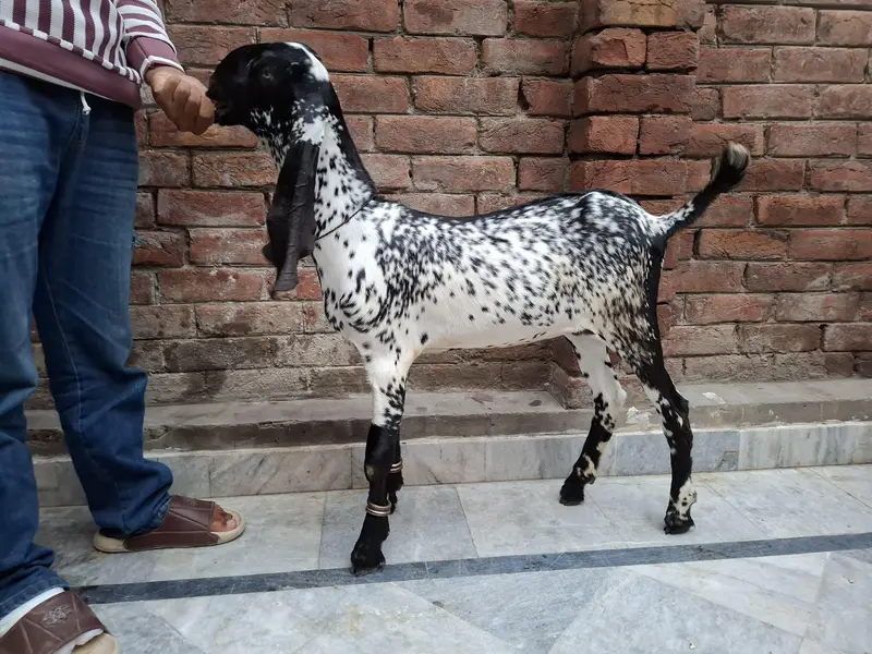 rajanpuri gaban path — photo 6