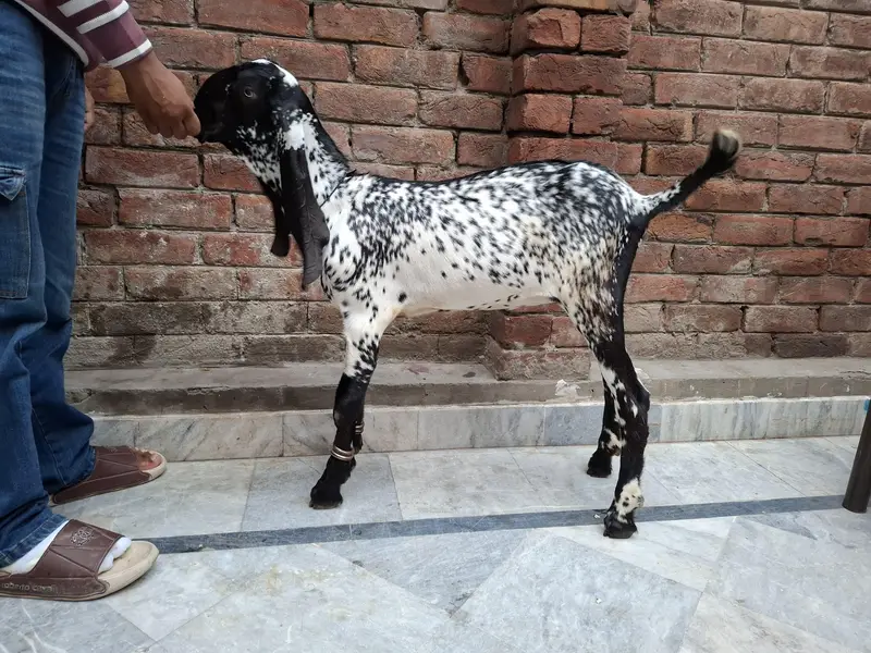 rajanpuri gaban path — photo 7